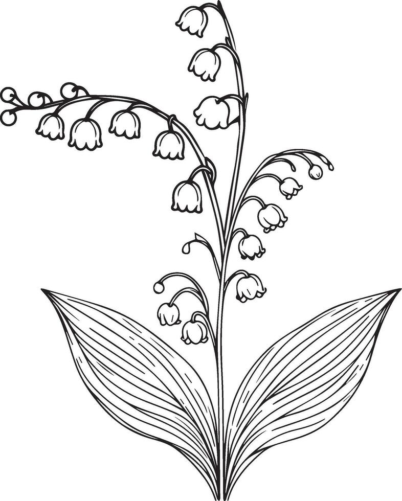 Lily of the Valley Flower botanical illustration, Lily of the Valley Flower, Lily of the Valley Flower line drawings, Lily of the Valley Flower wall decor, Lily of the Valley Flower isolated on white vector