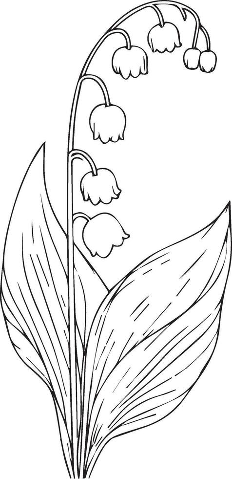 Cute flower coloring pages, Lily of the valley drawing, Lily of the valley drawings, Hand drawn botanical summer elements bouquet of Lily of the valley line art coloring page vector