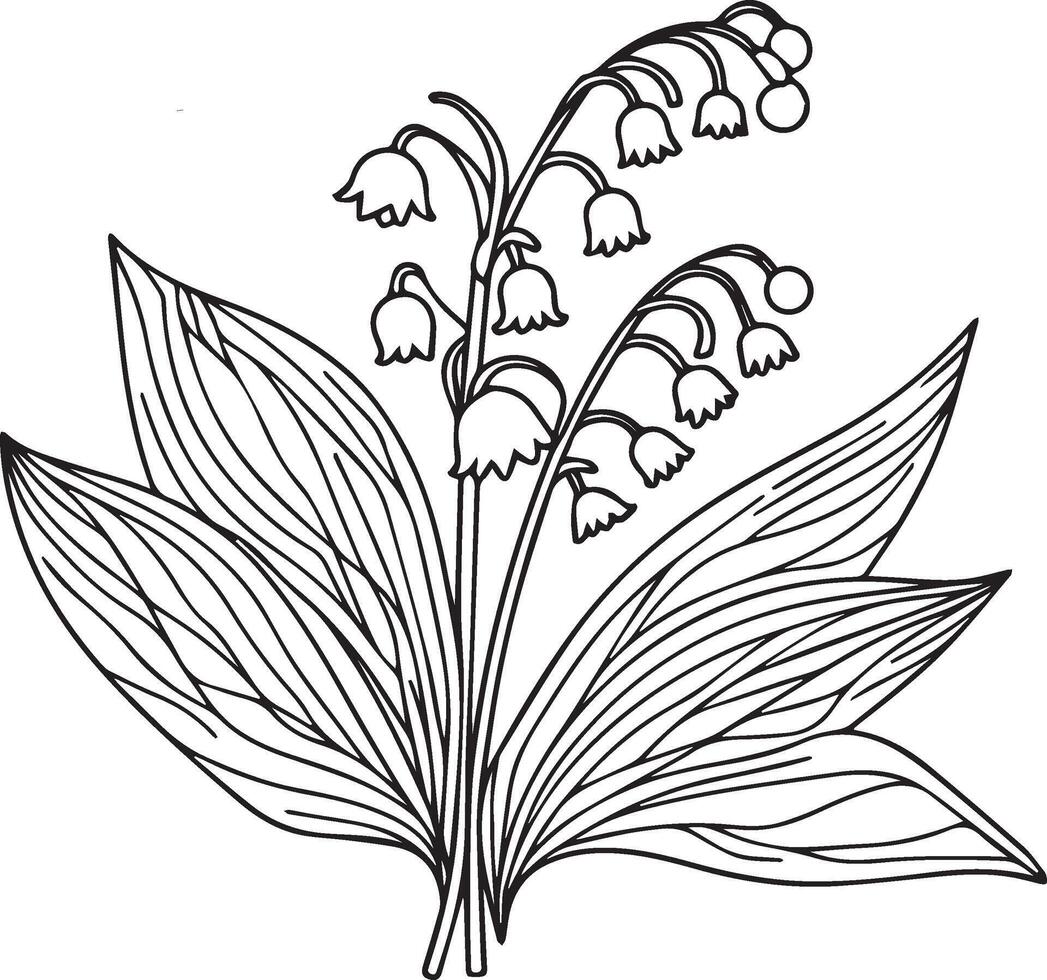 Lily of the Valley flower drawings, Lily of the Valley line drawing, pencil Lily of the Valley drawing, pencil Lily of the Valley Flower coloring pages, free printable flower coloring pages vector