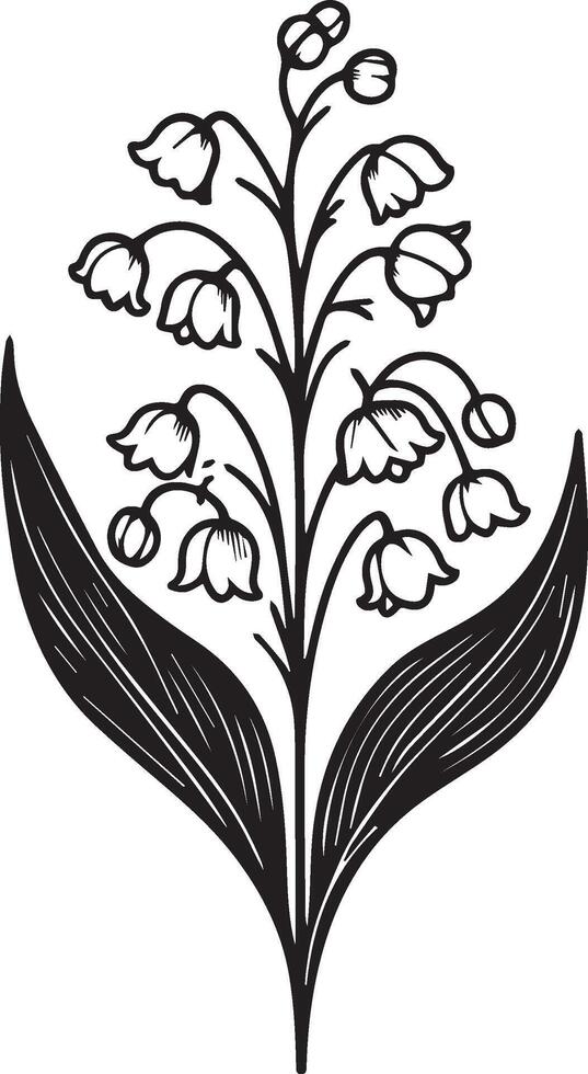Lily of the valley flower drawings. Black and white with line art on white backgrounds. Hand Drawn Botanical Illustrations may birth month flower drawing, lily of the valley flower botanica drawings vector
