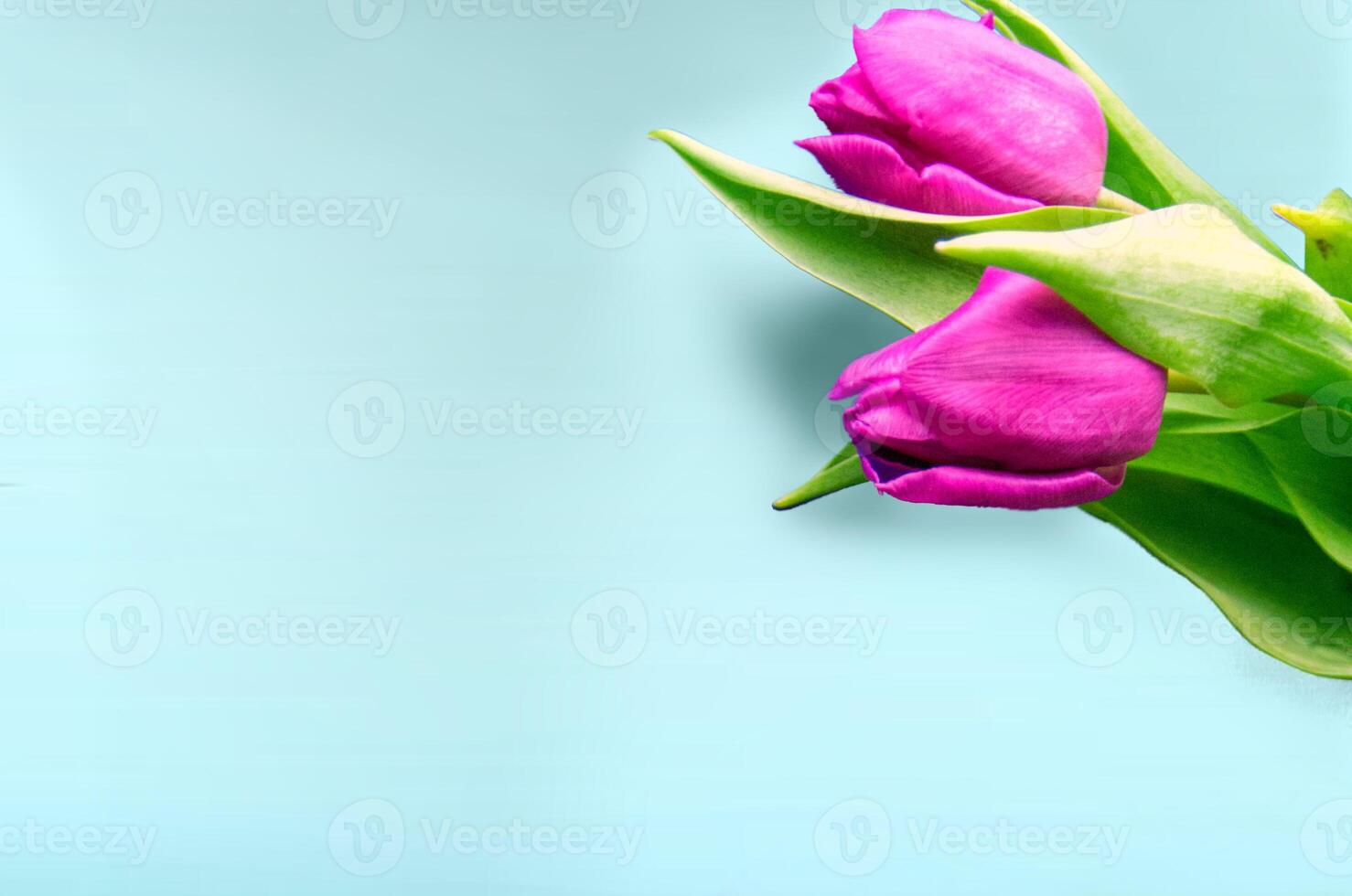 Fresh flower composition, bouquet of bi color tulips photo