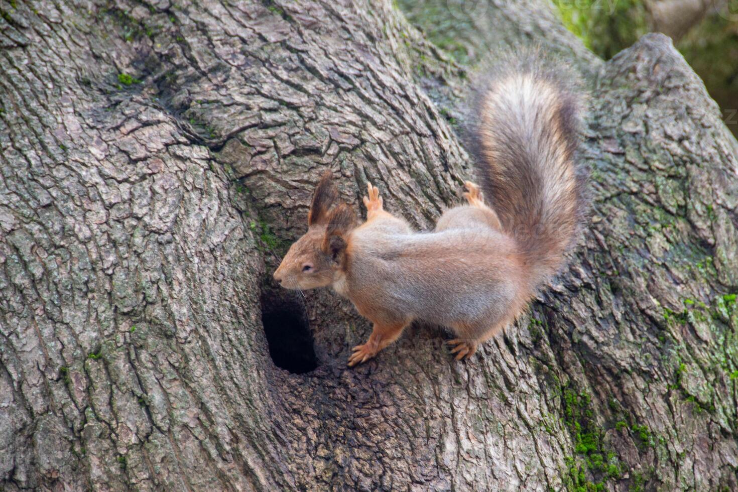 Close-up shot of the Red Squirrel photo