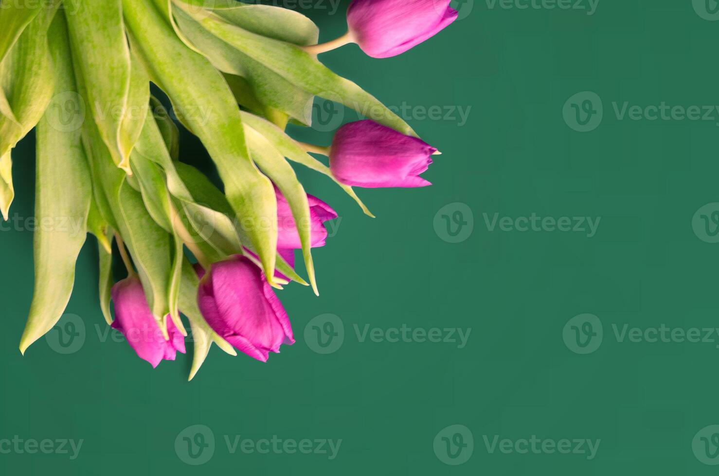 Fresh flower composition, bouquet of bi color tulips photo