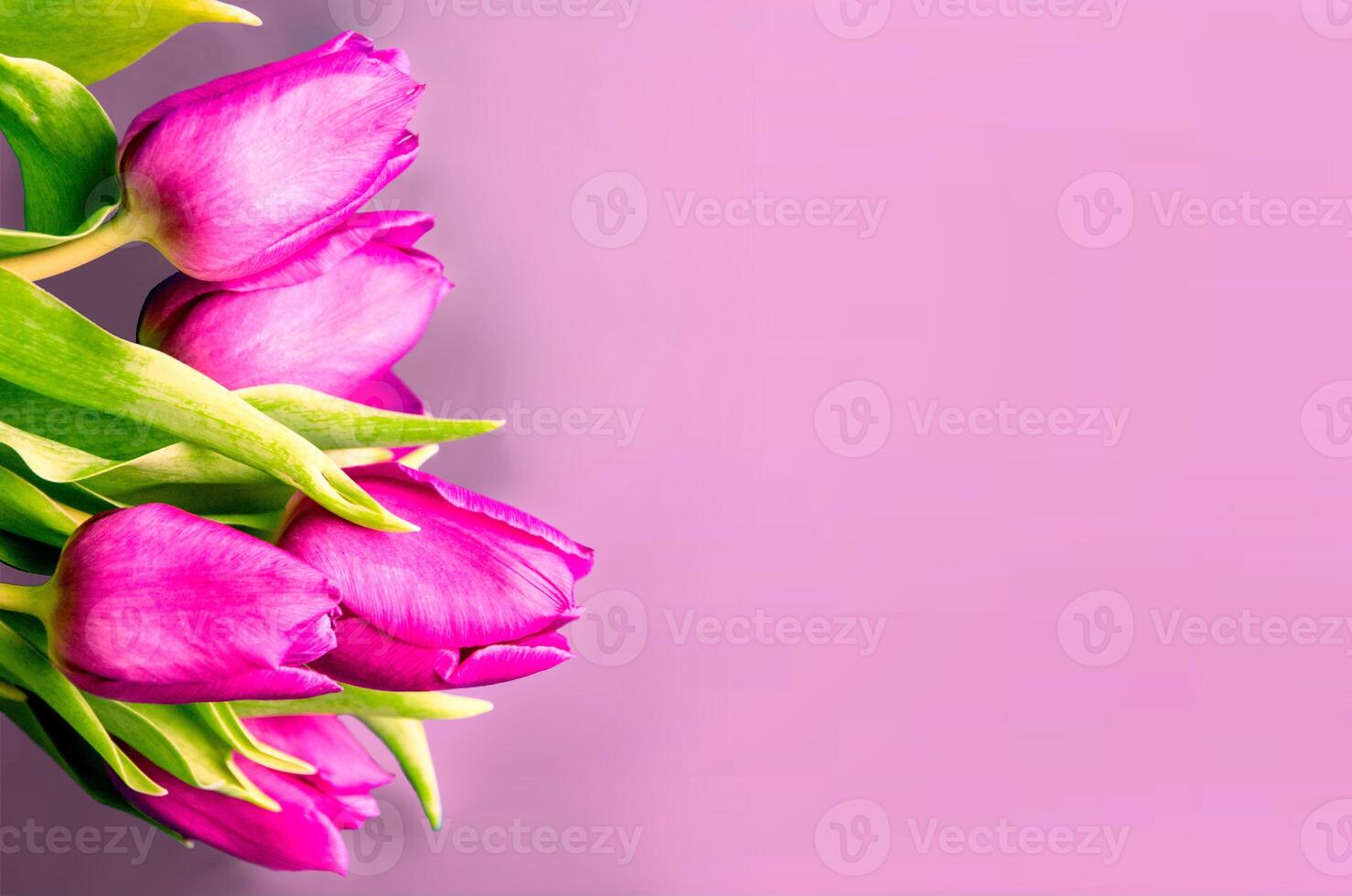 Fresh flower composition, bouquet of bi color tulips photo