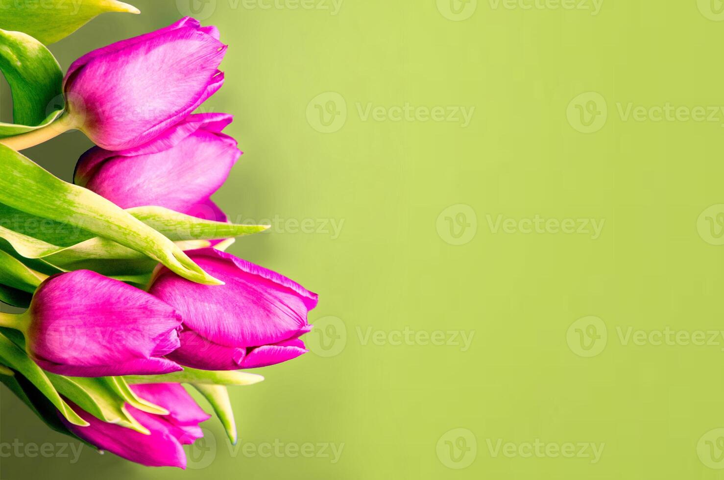 Fresh flower composition, bouquet of bi color tulips photo