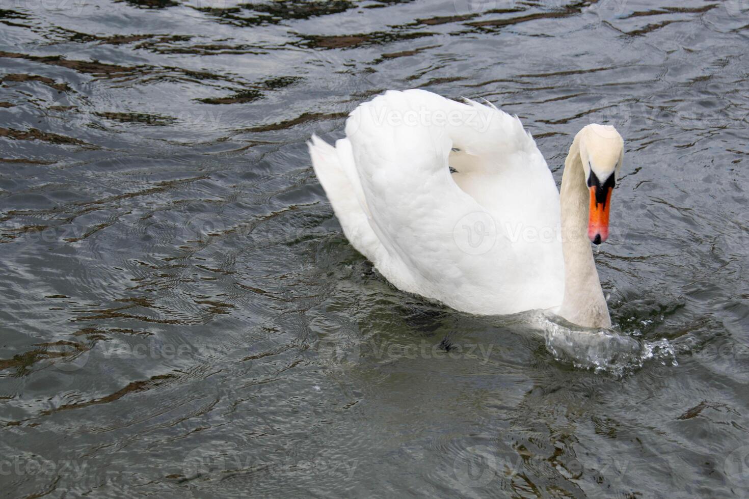 Beautiful white Swans couple close up on the pond water. photo