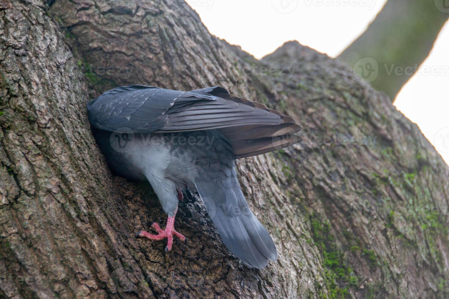 Closeup of beautiful pigeon in the park, selective focus. photo
