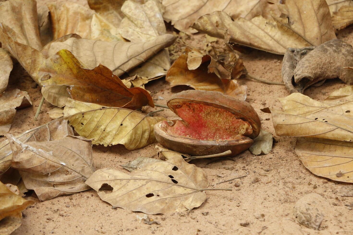 unknown fruit from a tree photo