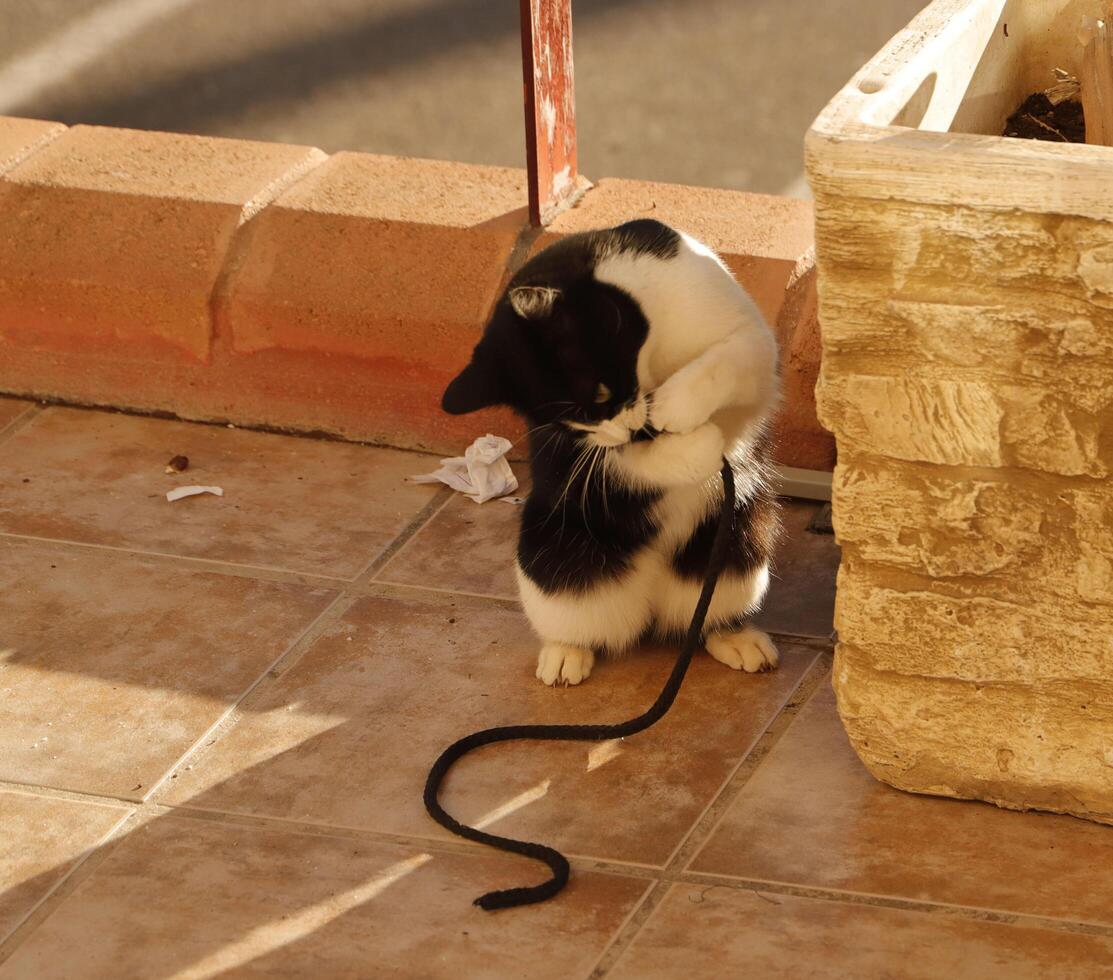 black and white cat, cat plays photo