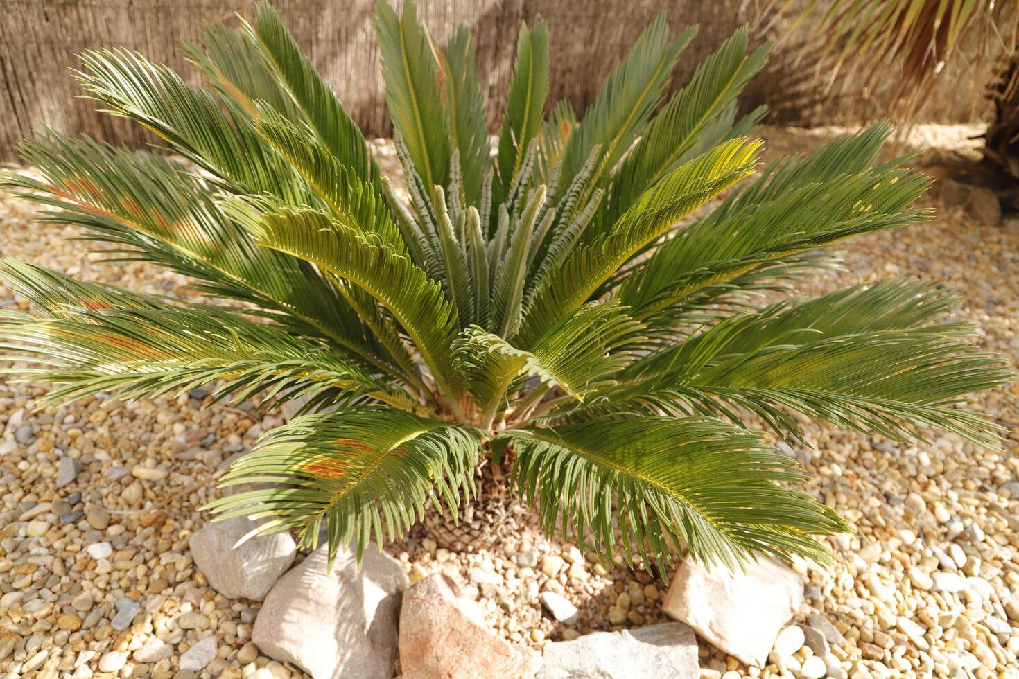 sago palm tree photo