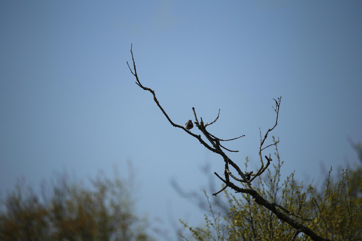 migrant birds in a tree, fauna in the Zwanenwater nature reserve in North Holland, the Netherlands. Lots of different birds to see. photo