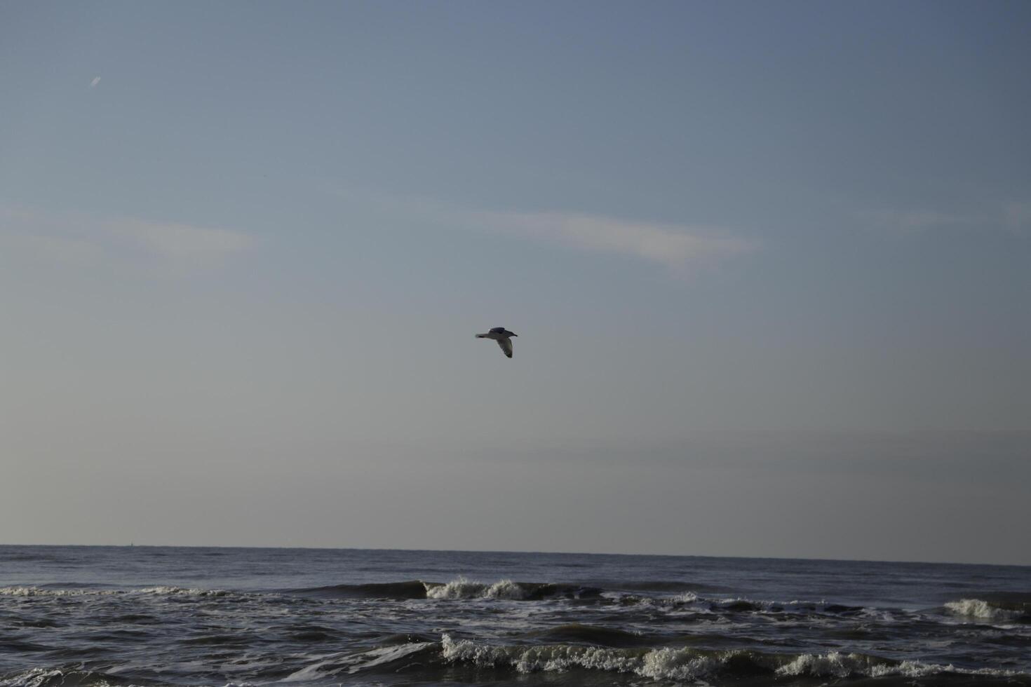 seagull flies above the beach and sea, the netherlans photo