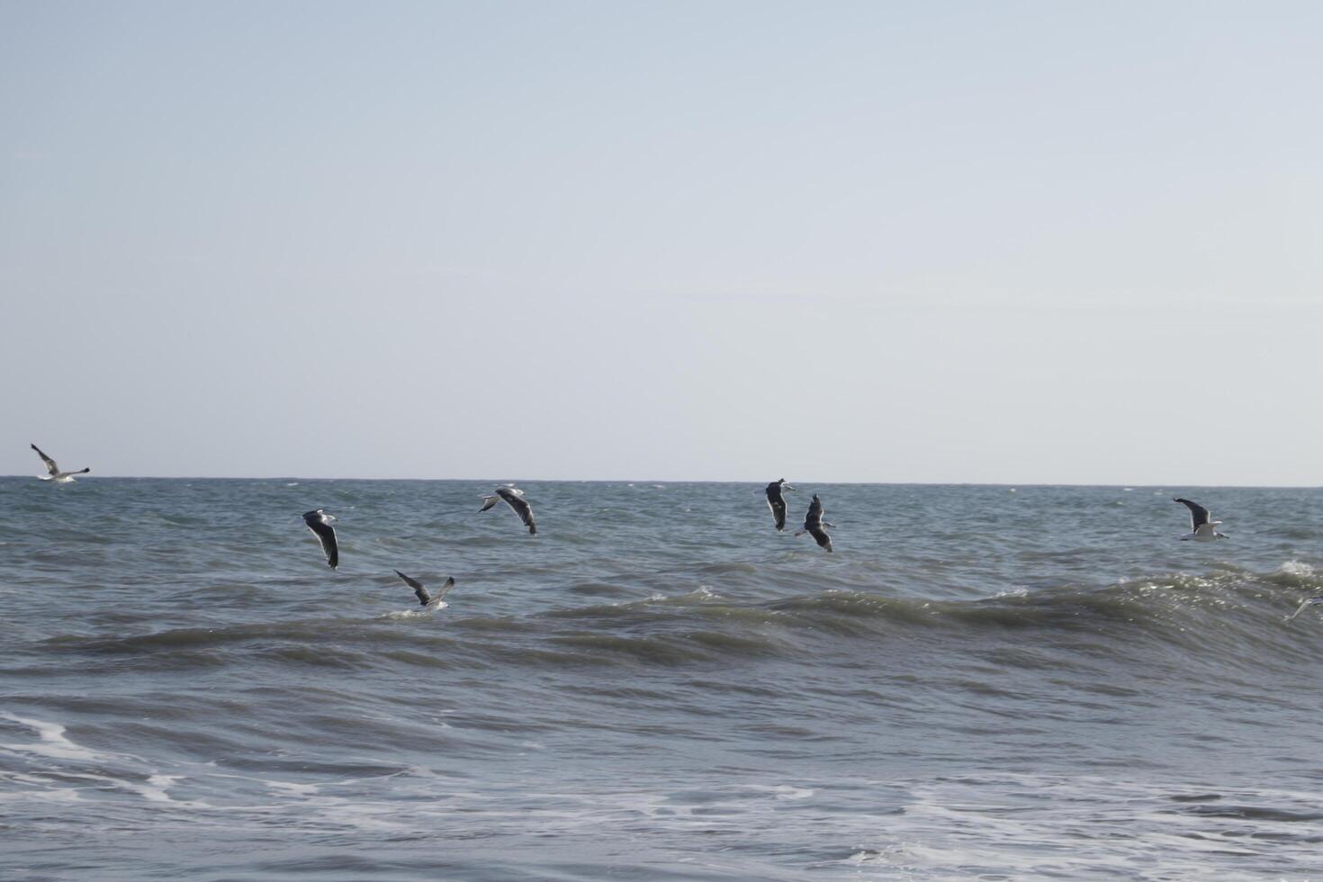 seagulls at the beach and in the sky photo