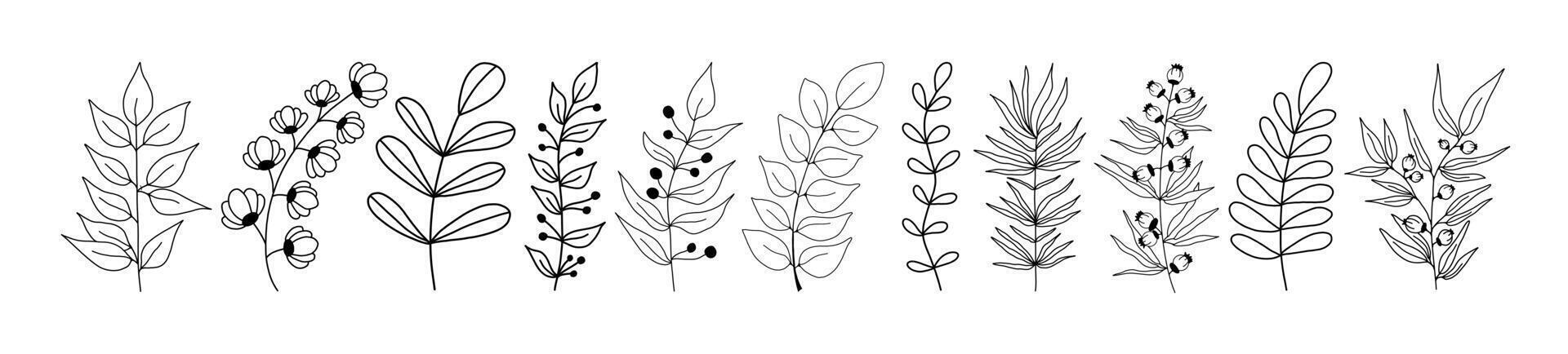 Leaves and twigs on an isolated white background vector