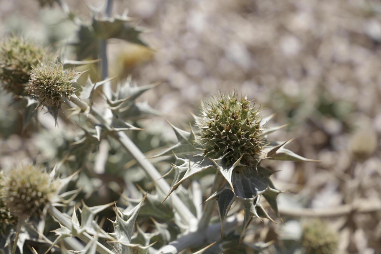 thistle in nature photo