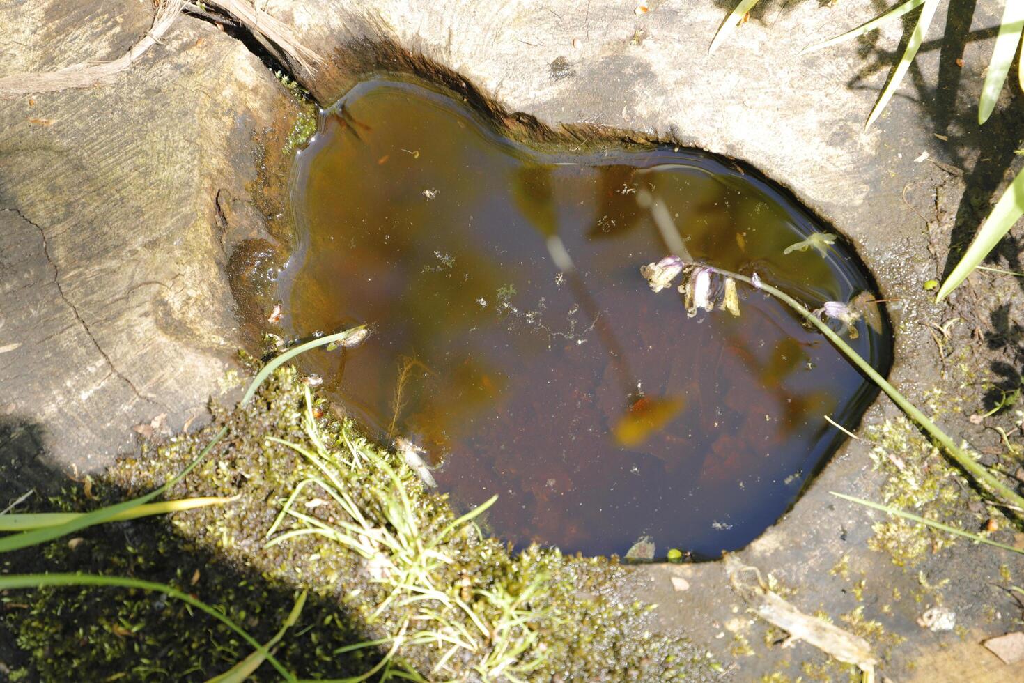puddle of water in an old tree, reflection in the water photo