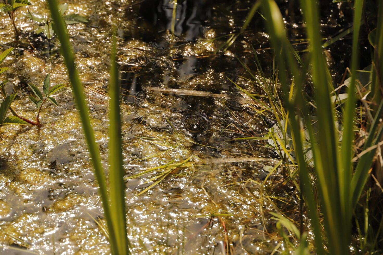 natural pond with lots of frogs, spring photo