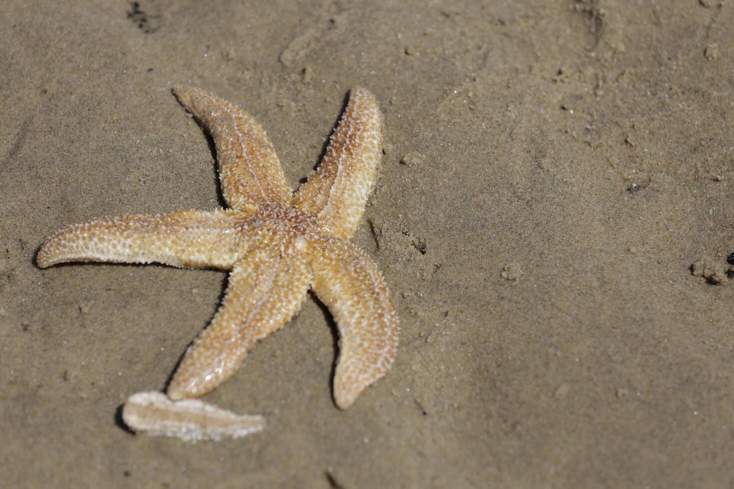 starfish at the beach, netherlands photo