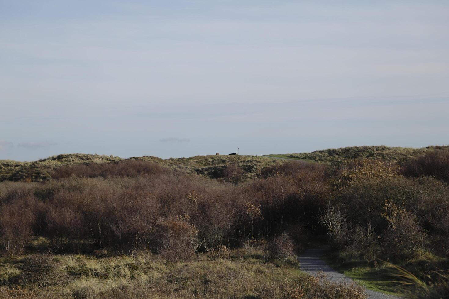 walking path in the dunes and forest, sint maartenszee, the netherlands photo