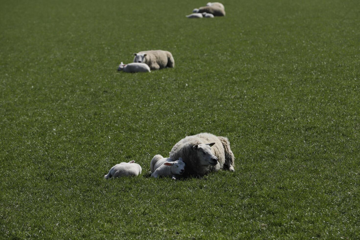 sheep and lambs in the meadow in the Netherlands photo