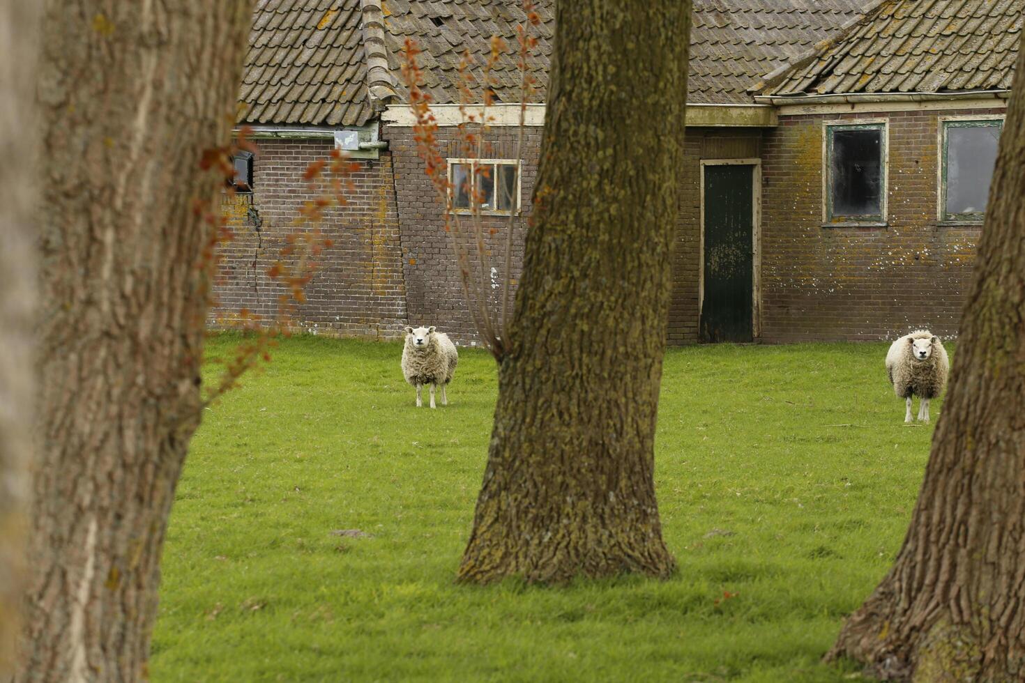 North Holland landscape in the spring, sheep and lamb in the field photo