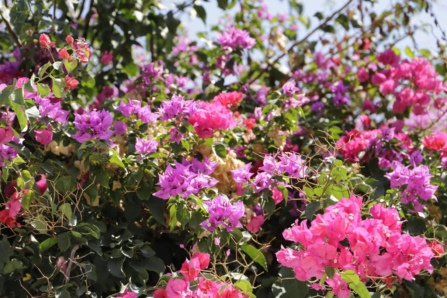 bougainvillea with pink and purple flowers photo