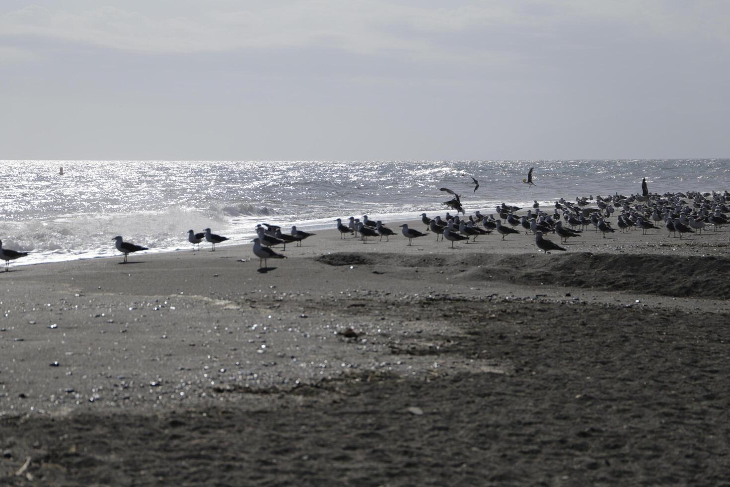 seagulls at the beach and in the sky photo