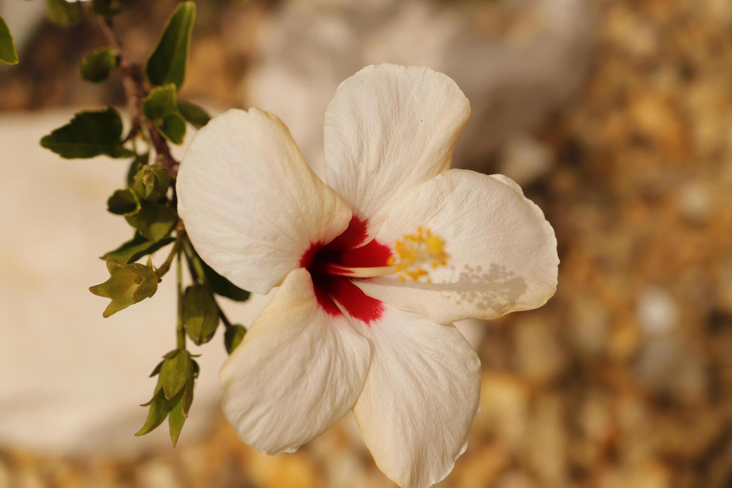 red white hibiscus flower photo