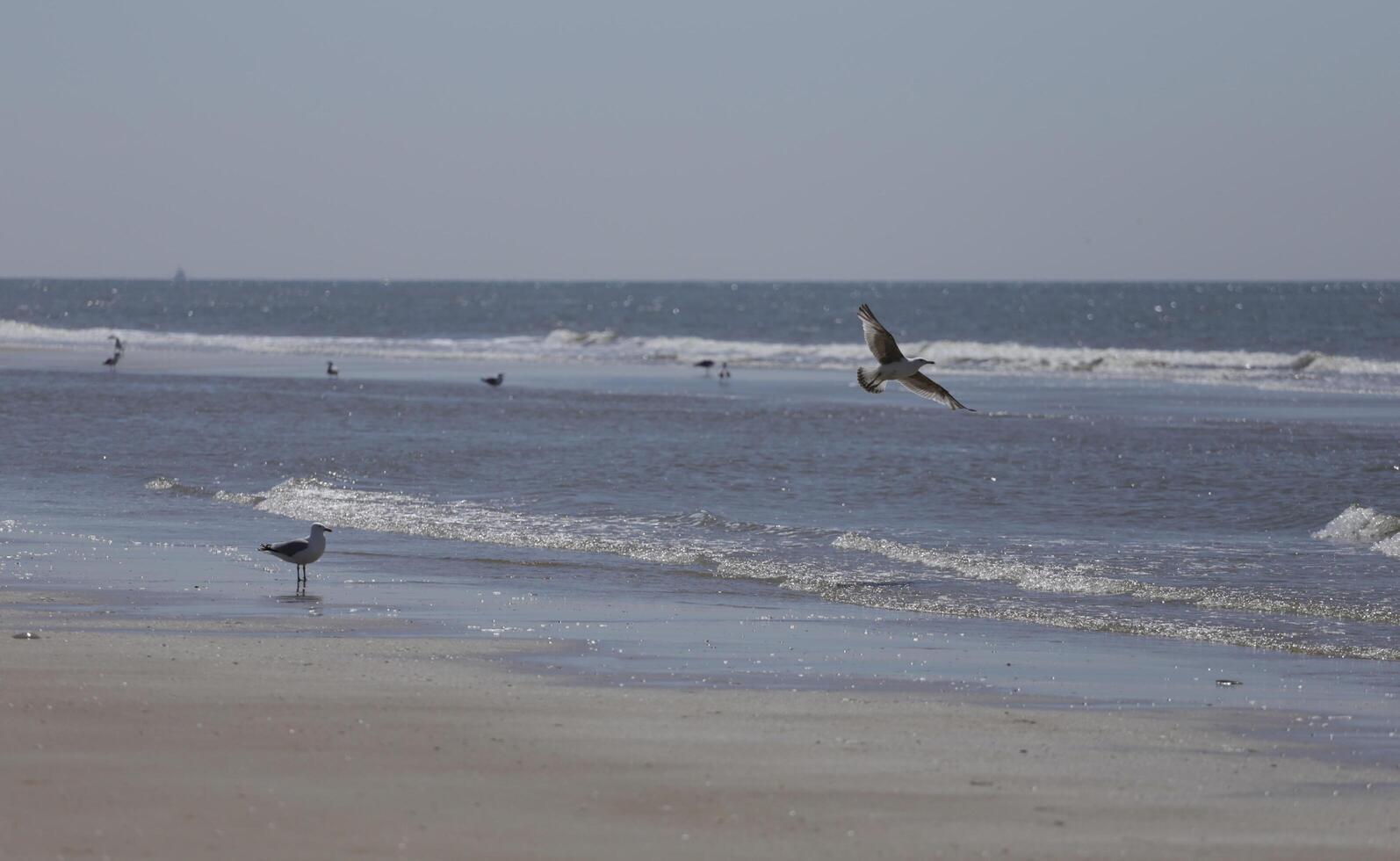 seagulls and other birds look for food at the sea, nature reserve photo
