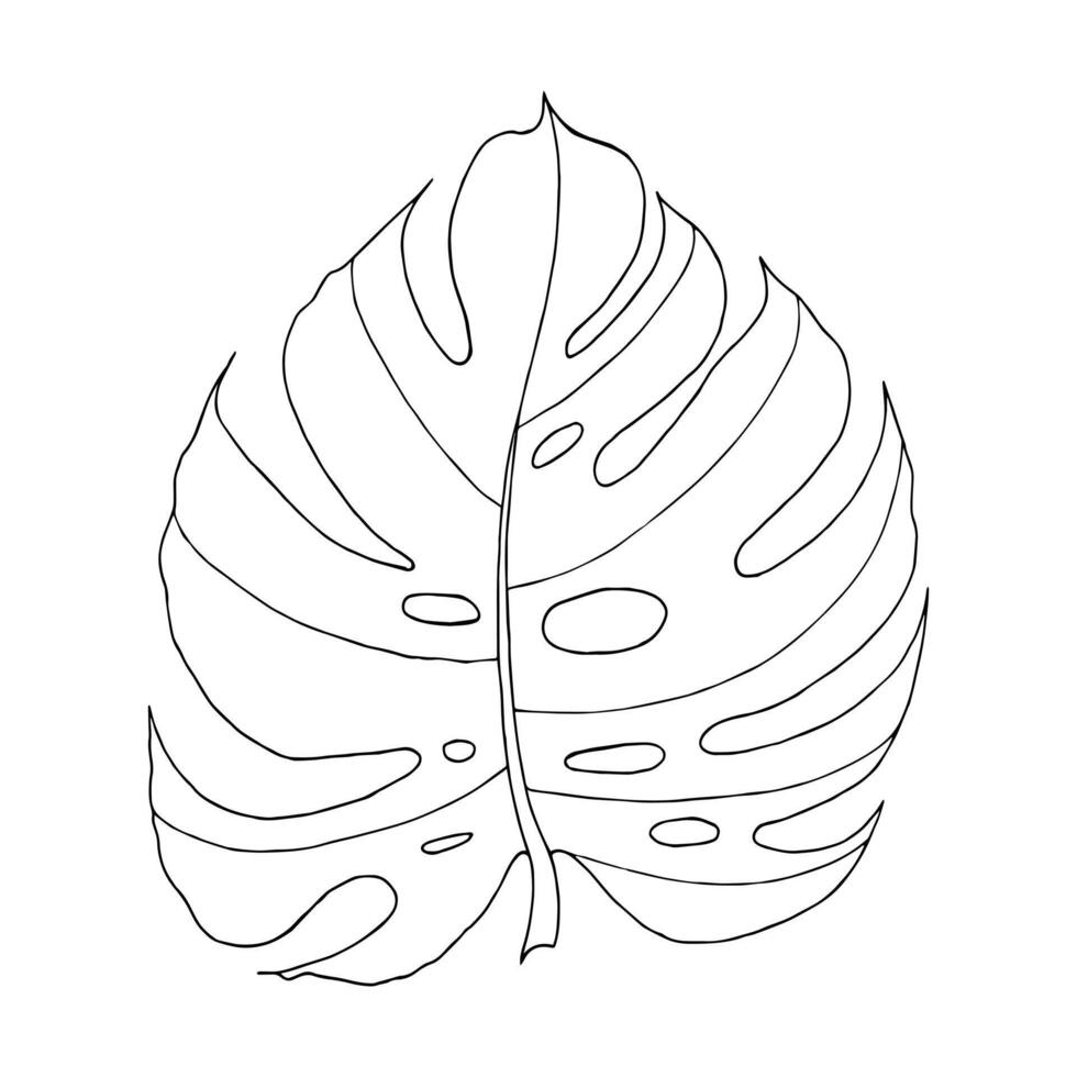 Monstera tropical leaf hand drawn isolated element for design in black color vector