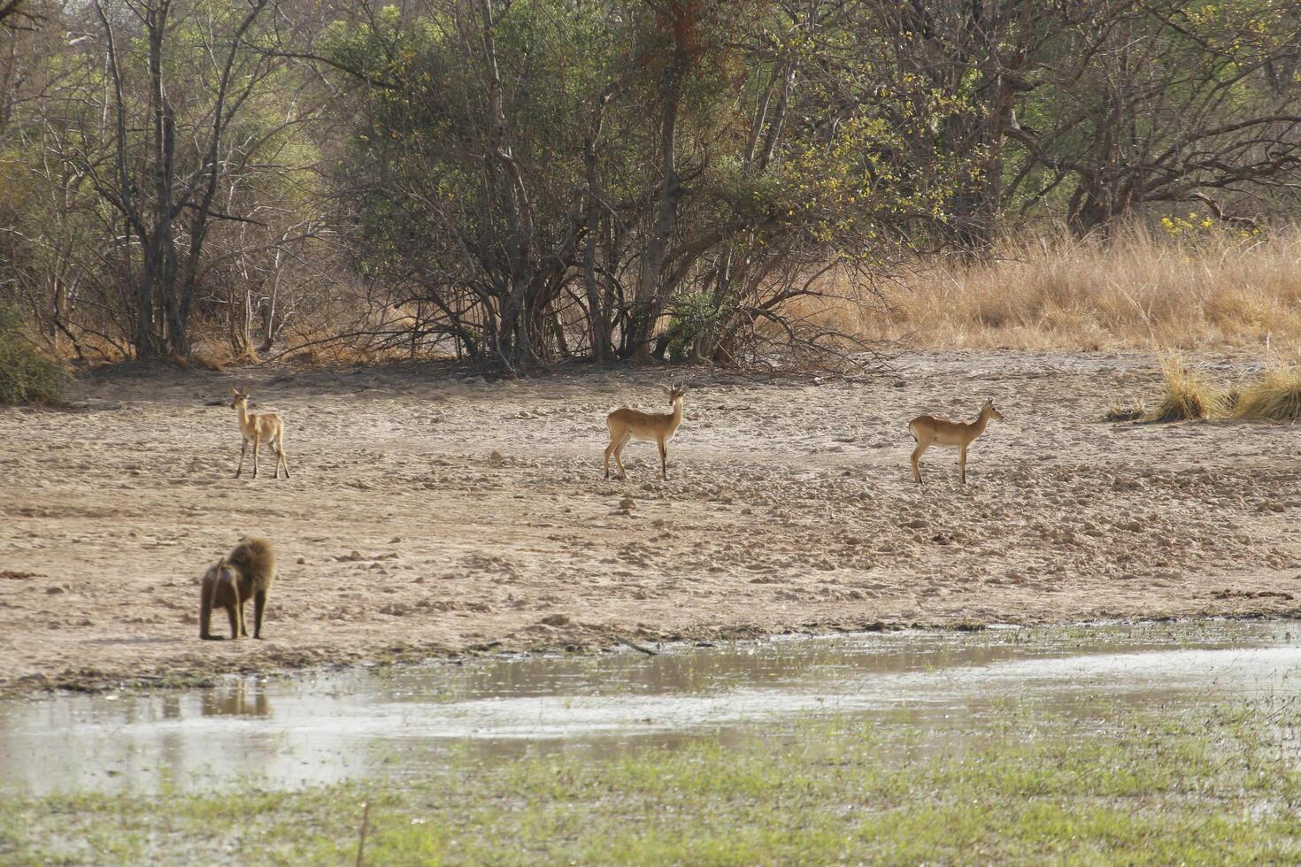 impalas and other animals drinking water in a lake in pendjari np, benin photo