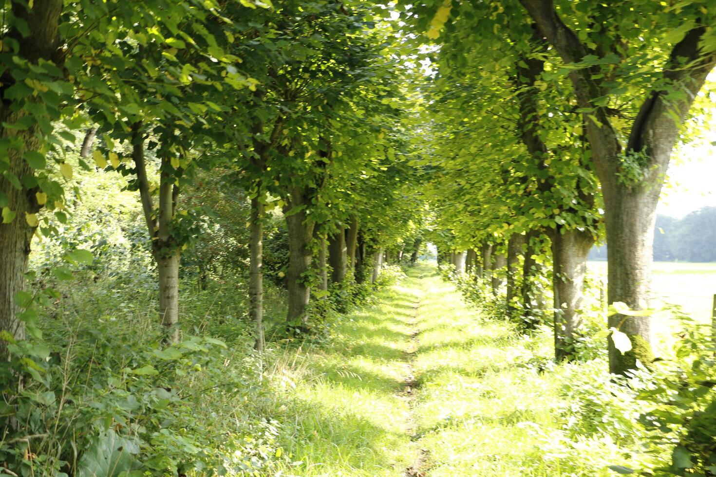 walking in heidersheim, germany photo