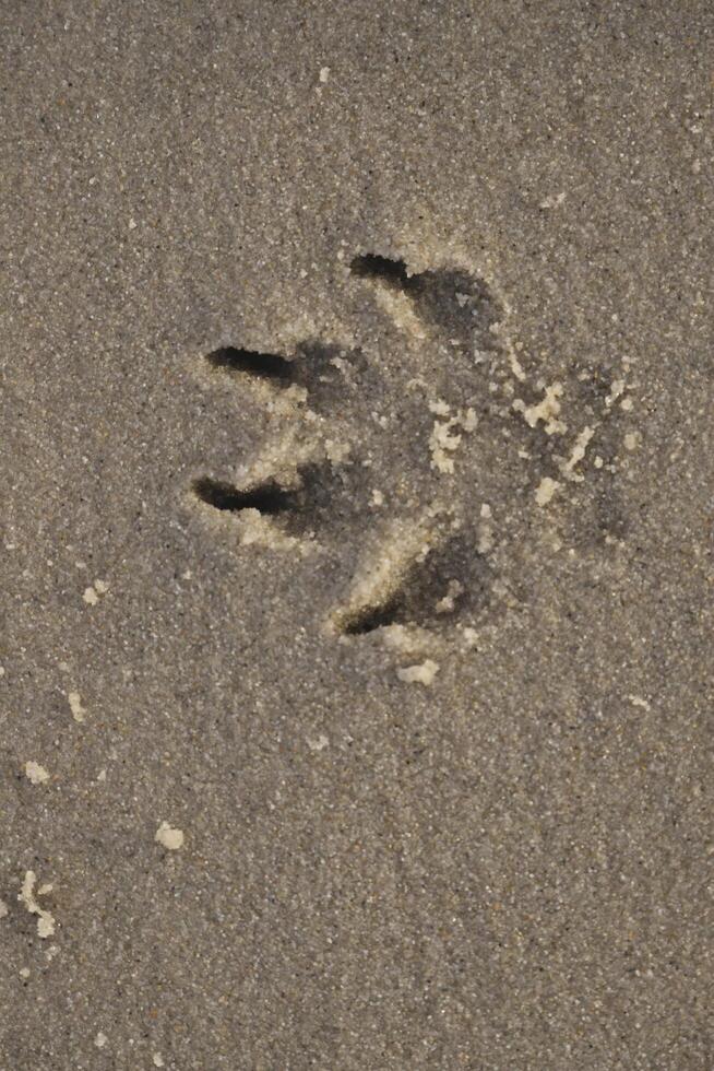 print in the sand of a dogs paw photo
