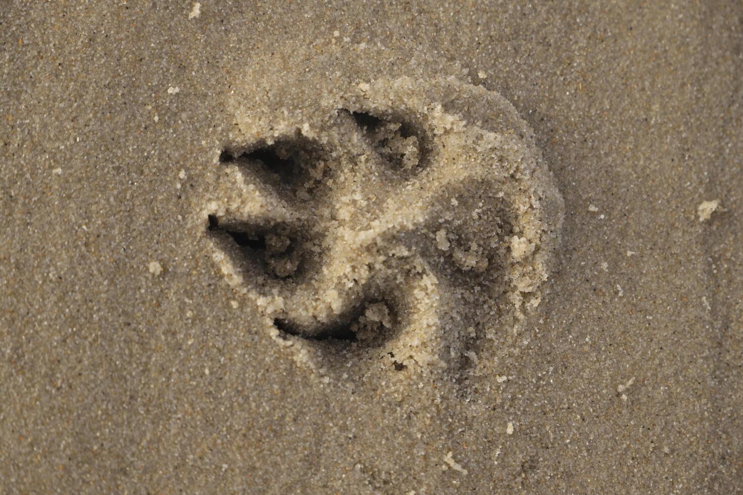 print in the sand of a dogs paw photo