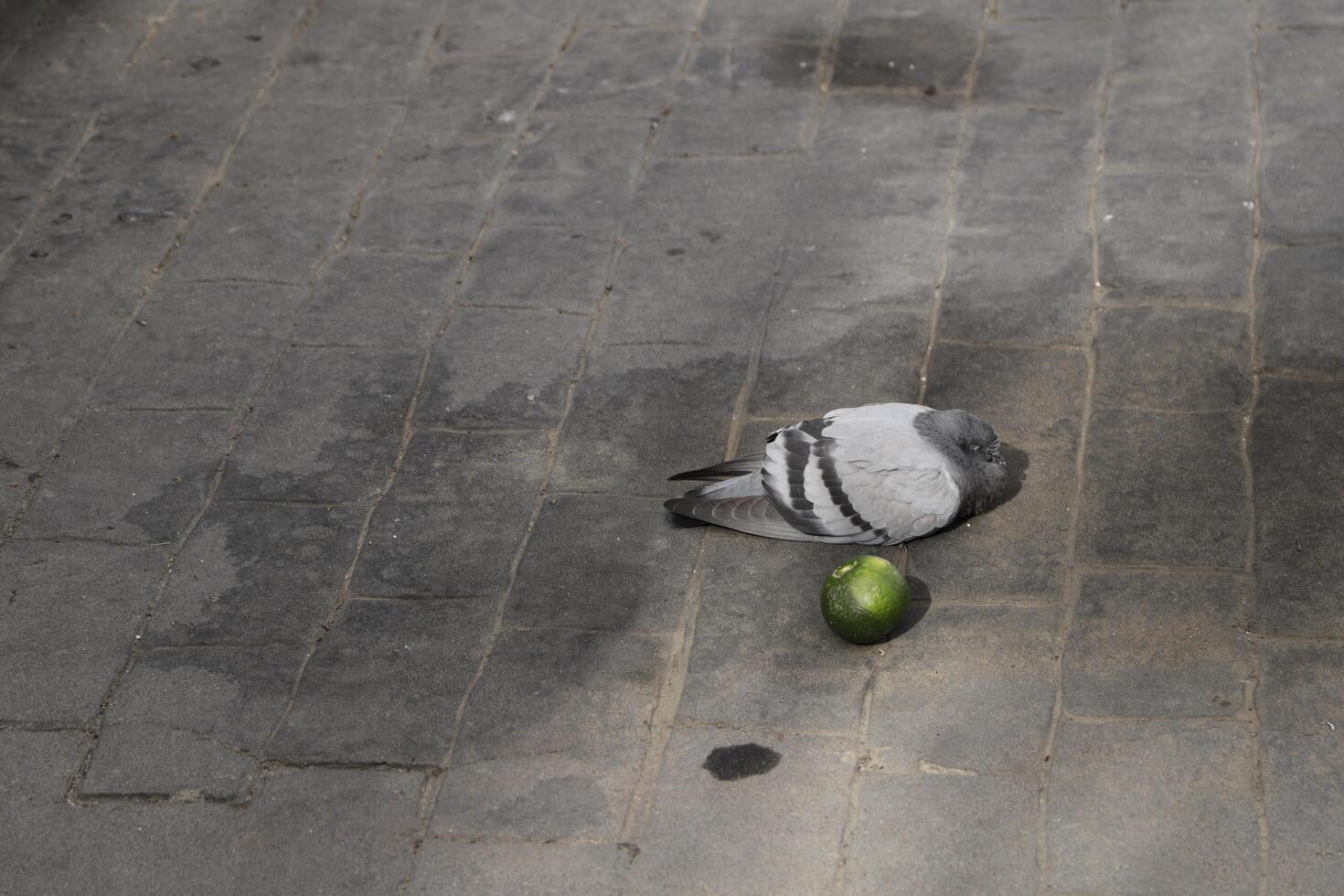 pigeon sleeps on street photo