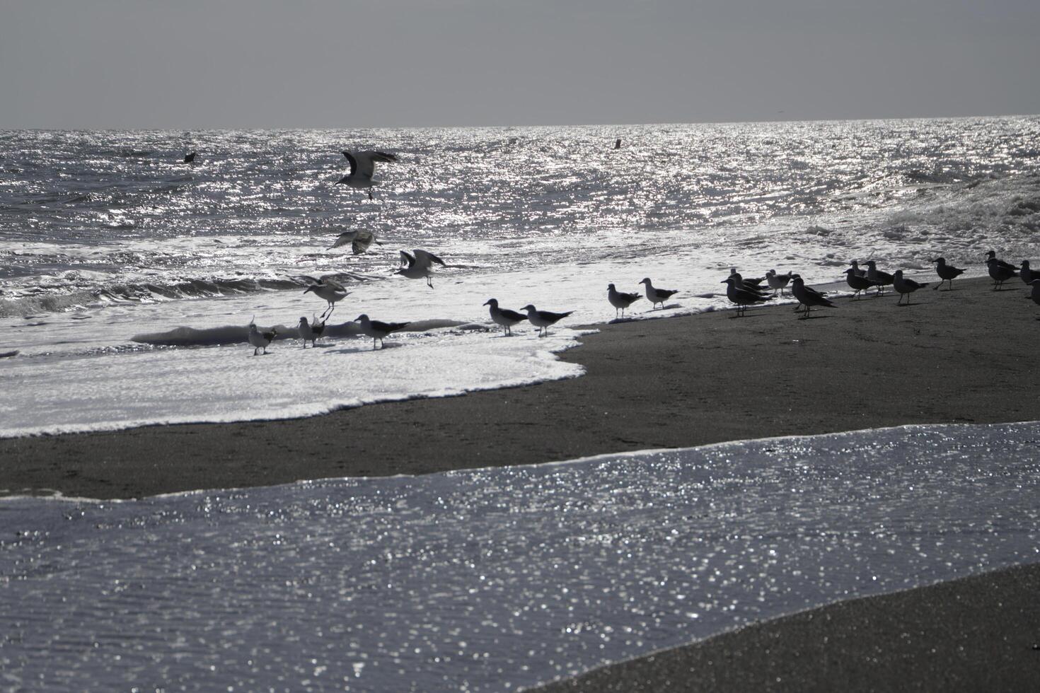 seagulls at the beach and in the sky photo