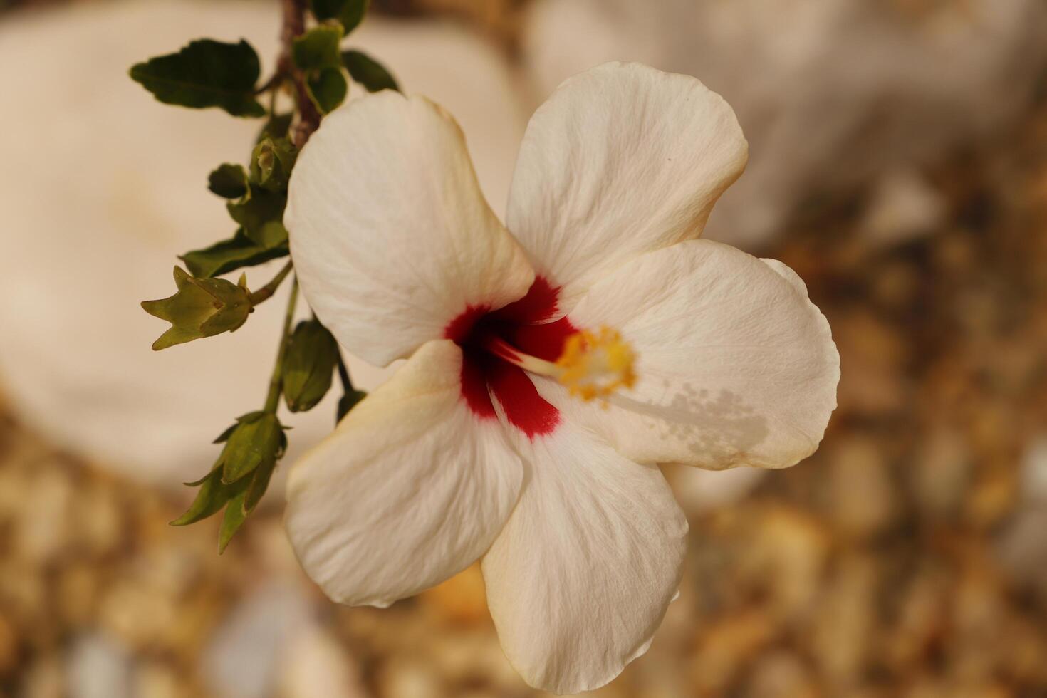 red white hibiscus flower photo