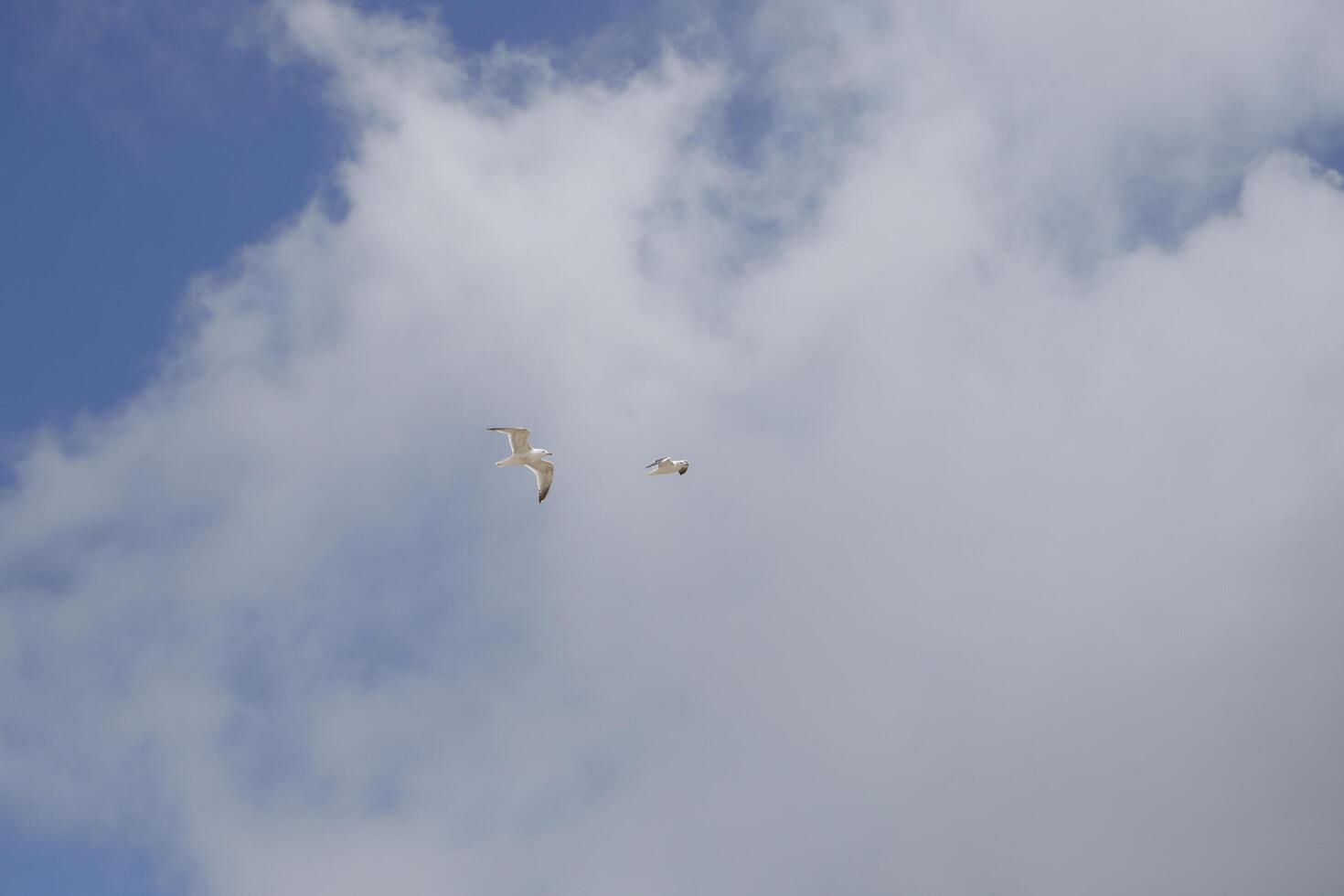 cloudscape, village petten at the north sea, the netherlands, photo