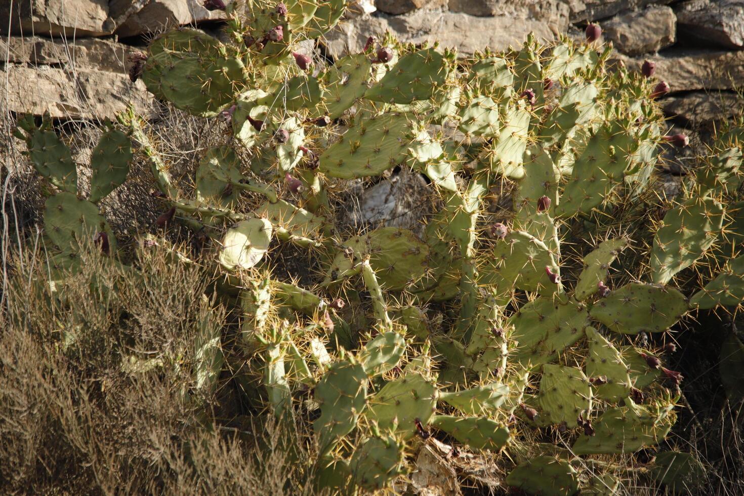 cacti with fruits photo