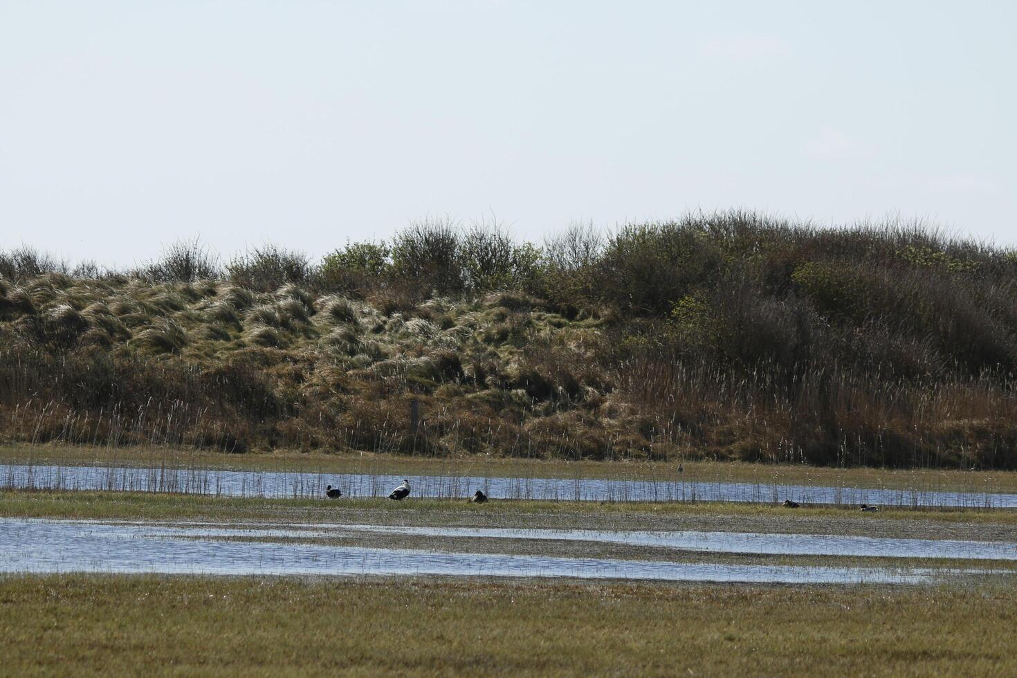 wetlands, shallow lakes in the dunes, vlieland, the netherlands photo