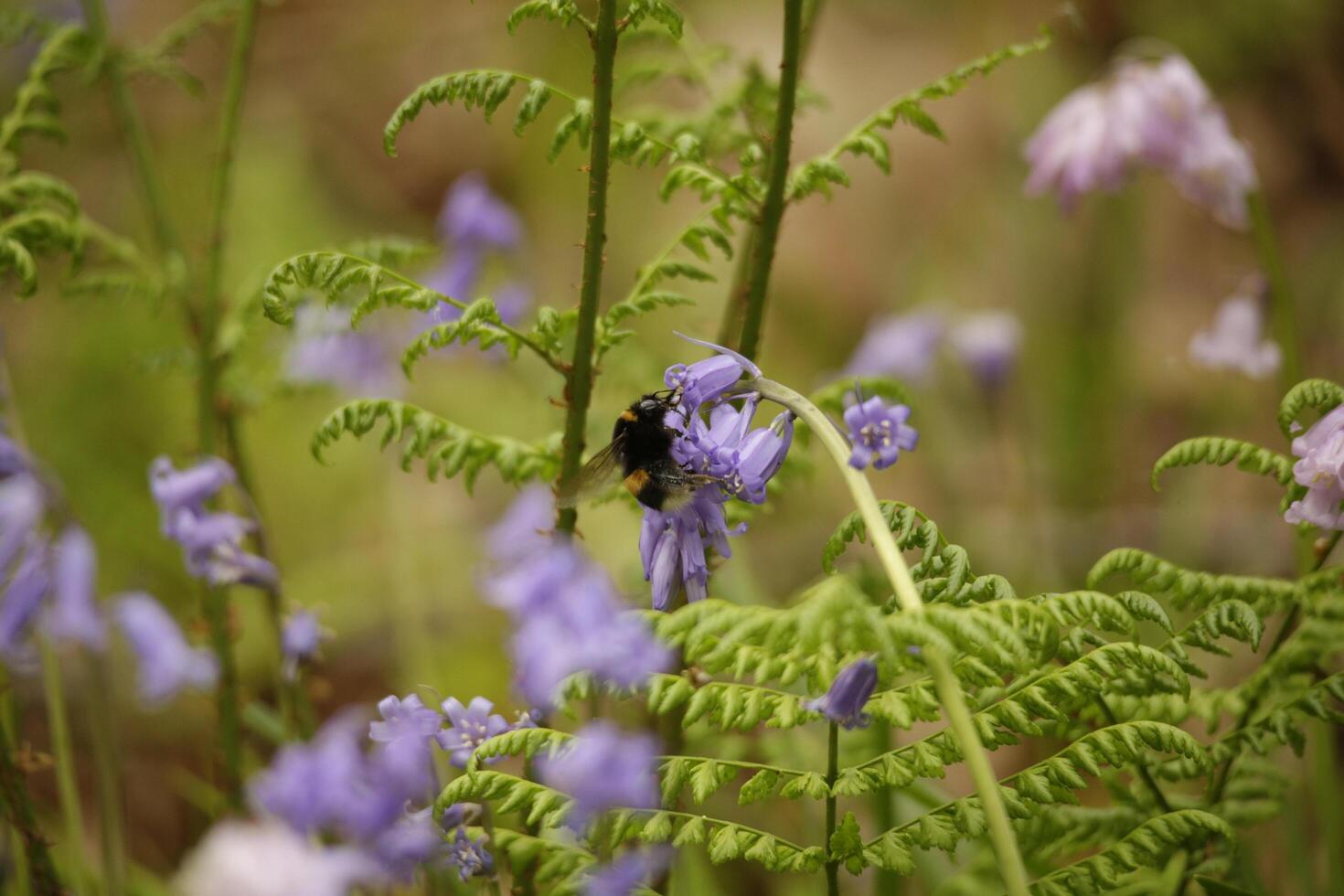 blue bells in the forest, spring, the netherlands photo