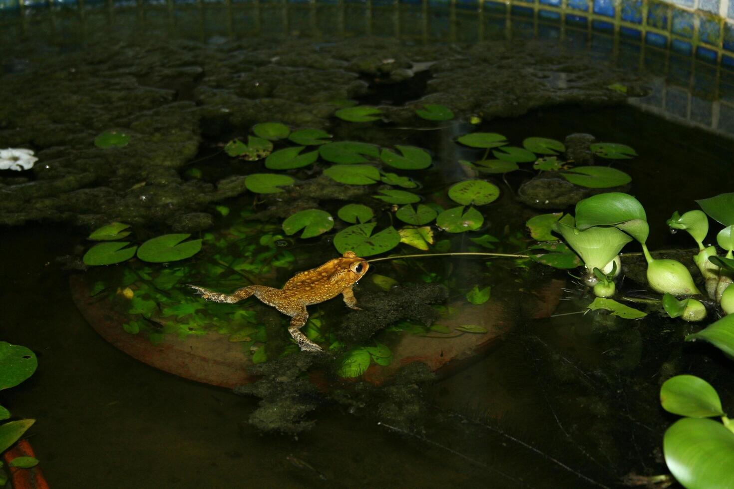 tropical toad swims in a pond photo