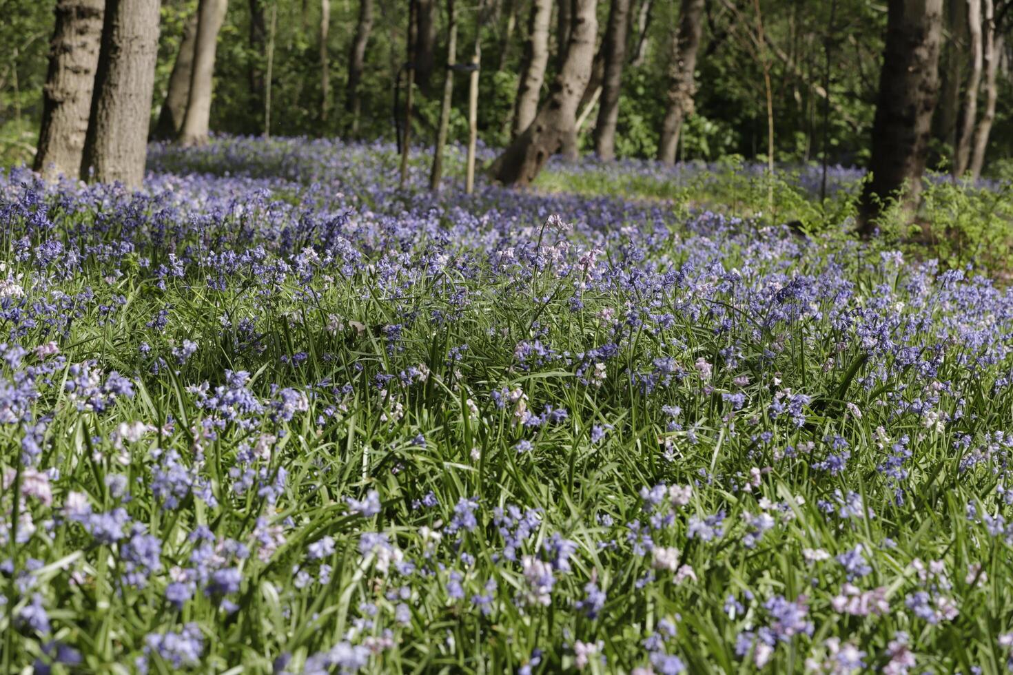 spring in the forest, blue bells, ferns, tree trunks, the netherlands photo