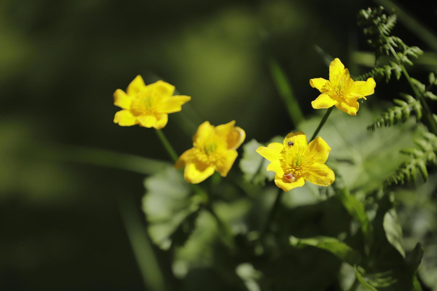 small lake in the forest, different flora, marsh marigold photo