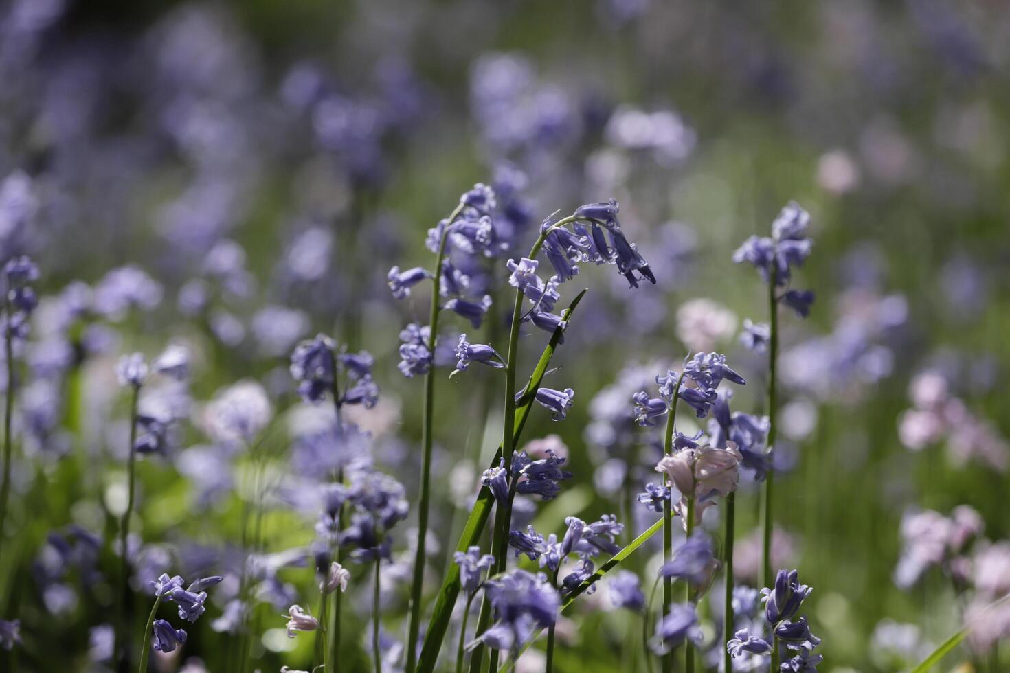 blue bells lovely spring flowers photo