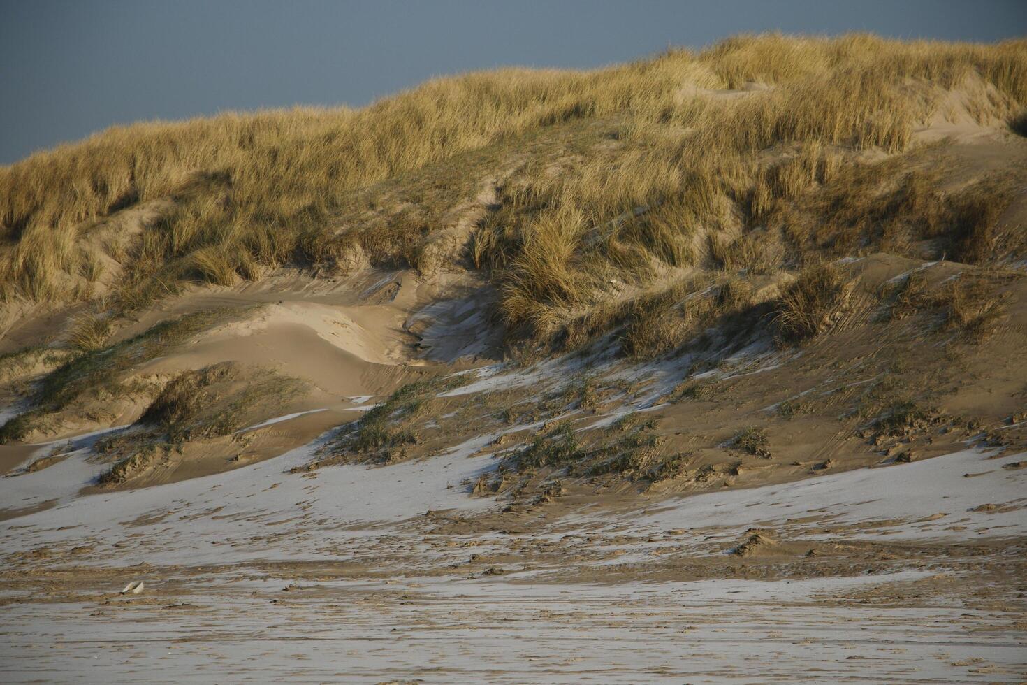winter in the netherlands, frost in the dunes, camperduin photo