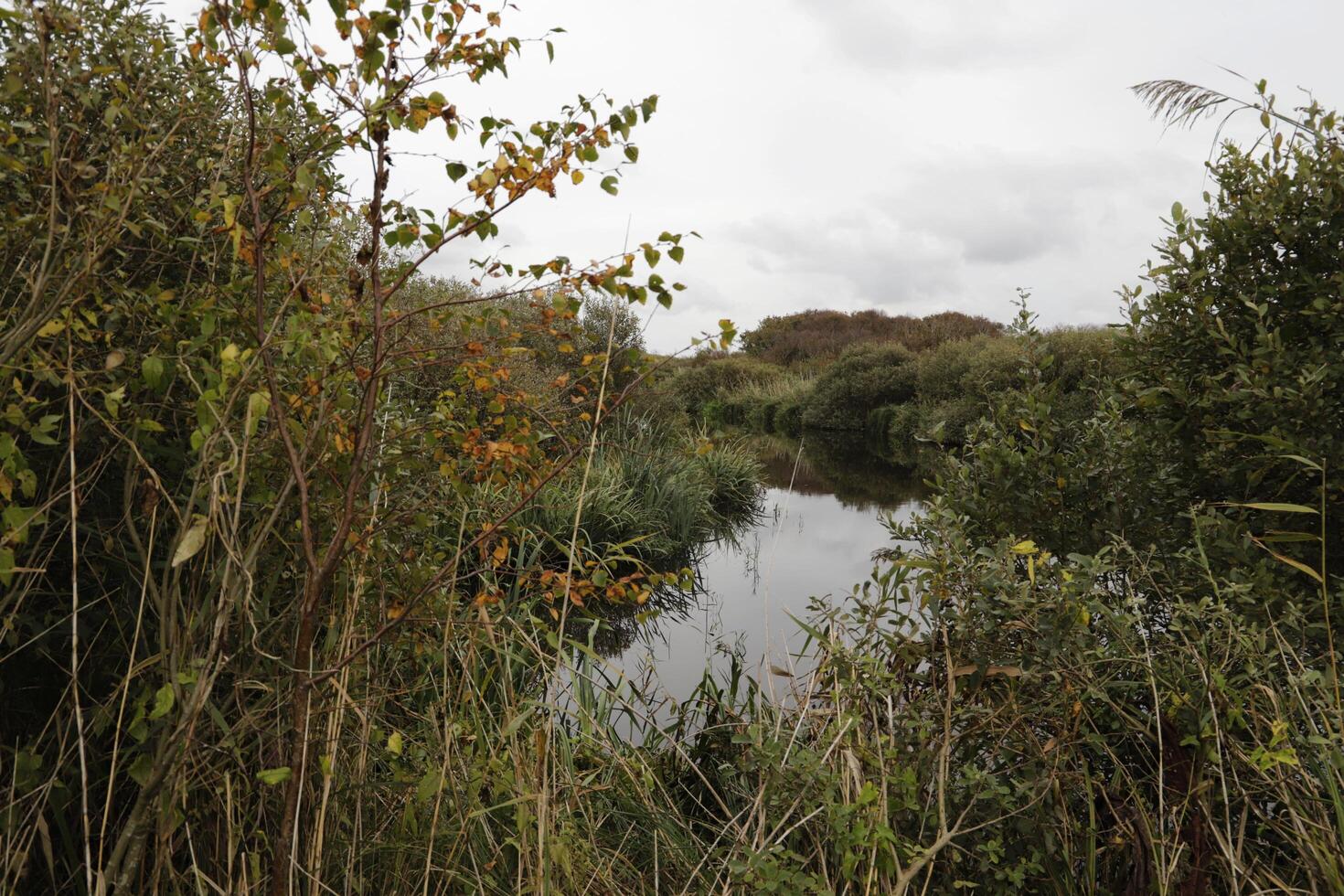 Zwanenwater nature park in the autumn, netherlands photo