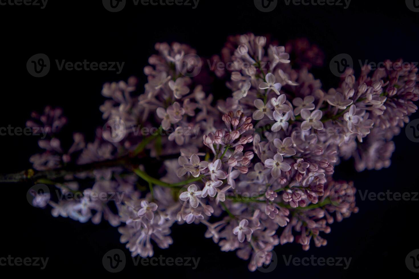 a bouquet of lilacs in a crystal vase in the interior photo