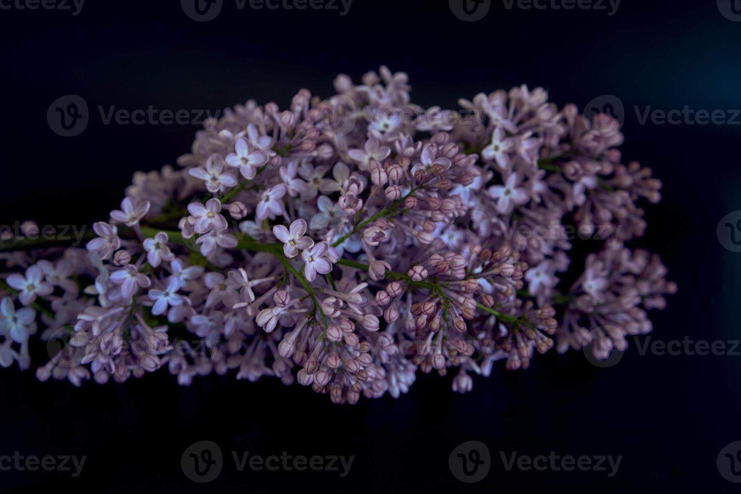 a bouquet of lilacs in a crystal vase in the interior photo