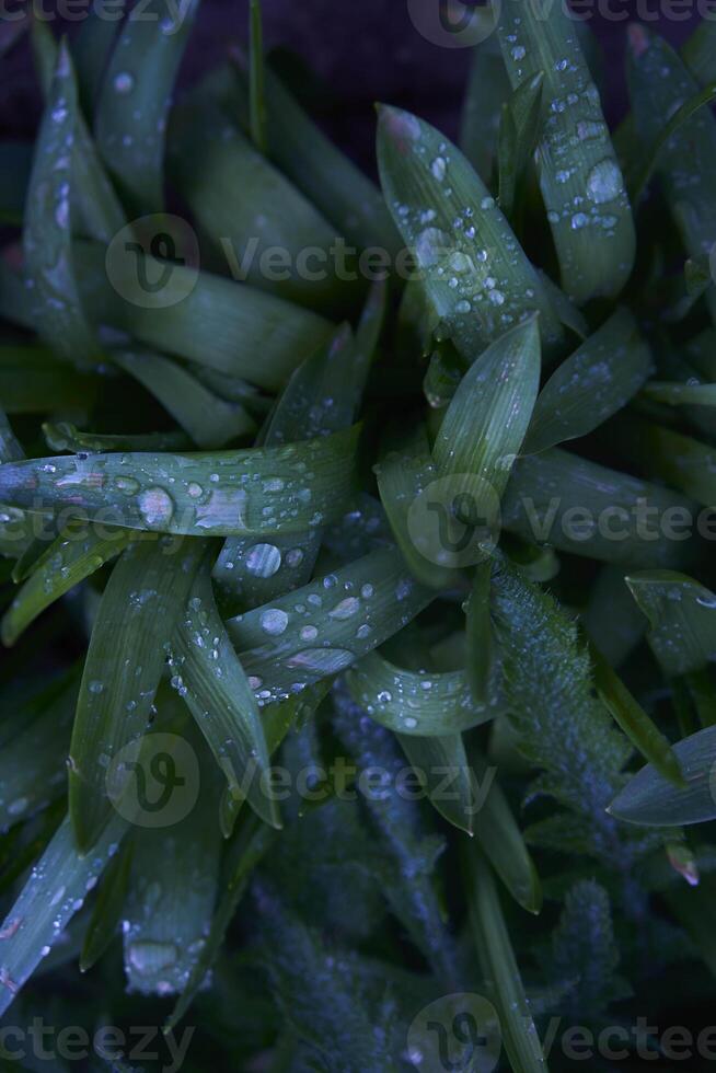 drops of water on long and wide leaves after rain photo